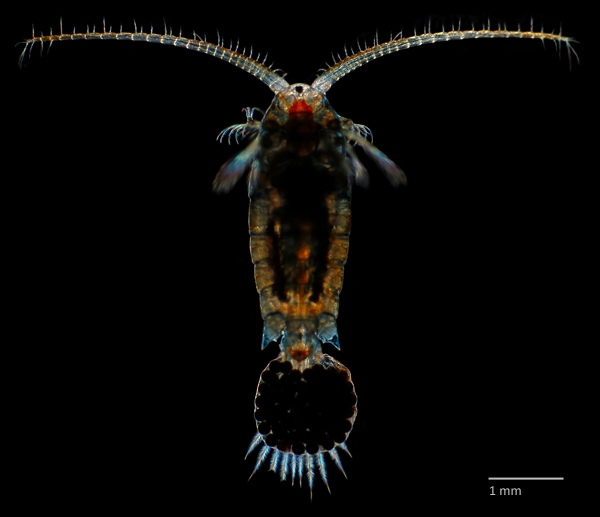 Photo of Hesperodiaptomus novemdecimus by Ian Gardiner